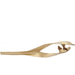 Europalms Palm leaf, dried, gold TILBUD NU håndflade tørret blad guld
