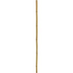 Europalms Bamboo tube, Ø=5cm, 200cm TILBUD NU bambusrør bambus rør