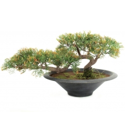 Europalms Pencil Cedar, artificial plant, 40cm TILBUD NU blyant ceder