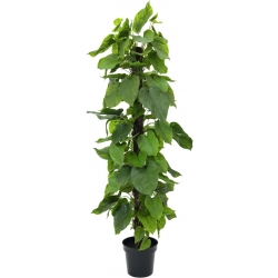 Europalms Pothos plant, artificial, 180cm TILBUD NU plante