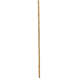 Europalms Bamboo tube, Ø=3cm, 200cm TILBUD NU bambusrør bambus rør