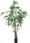 Europalms Ficus Longifolia, thick trunk, 180cm Europalms Ficus Longifolia, thick trunk, 180cm