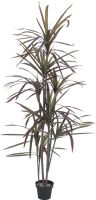 Europalms Dracaena, green-red, 180cm Europalms Dracaena, green-red, 180cm