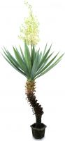 Europalms Yucca palm with blossoms, 222cm Europalms Yucca palm with blossoms, 222cm
