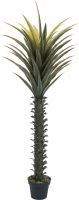 Europalms Yucca palm, 165cm Europalms Yucca palm, 165cm