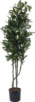 Europalms Schefflera, 90cm Europalms Schefflera, 90cm