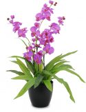 Europalms Orchid, purple, 80cm Europalms Orchid, purple, 80cm