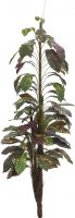 Europalms Croton with coconut trunk, 180cm Europalms Croton with coconut trunk, 180cm