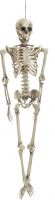 Europalms Halloween Skeleton Europalms Halloween Skeleton