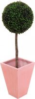 Europalms Boxwood tree, 110cm, d=60cm Europalms Boxwood tree, 110cm, d=60cm