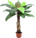 Europalms Bird of paradise palm, 180cm Europalms Bird of paradise palm, 180cm