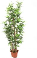 Europalms Bamboo with natural stalks, 150cm Europalms Bamboo with natural stalks, 150cm