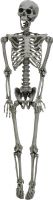 Europalms Halloween Skeleton, bleached, 160cm Europalms Halloween Skeleton, bleached, 160cm