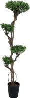 Europalms Bonsai tree, multi trunk, 170cm Europalms Bonsai tree, multi trunk, 170cm