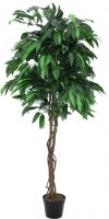 Europalms Jungle tree Mango, 210cm Europalms Jungle tree Mango, 210cm