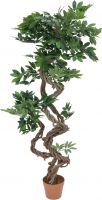 Europalms Ficus spiral trunk, 160cm Europalms Ficus spiral trunk, 160cm