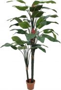 Europalms Bird-of-paradise flower, 220cm Europalms Bird-of-paradise flower, 220cm