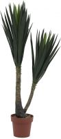 Europalms Yucca, 2 trunks, 115cm Europalms Yucca, 2 trunks, 115cm