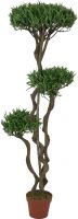 Europalms Bonsai tree, multi trunk, 130cm Europalms Bonsai tree, multi trunk, 130cm