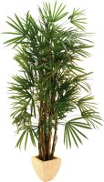 Europalms Lady palm, 150cm Europalms Lady palm, 150cm