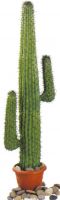 Europalms Mexican Cactus, green, 140cm Europalms Mexican Cactus, green, 140cm