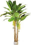 Europalms Banan Palme , 440cm Europalms Banan Palme , 440cm
