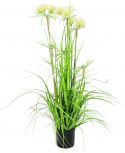 Europalms Star grass, 120cm Europalms Star grass, 120cm