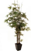 Europalms Bamboo black trunk, 240cm Europalms Bamboo black trunk, 240cm
