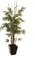 Europalms Bamboo black trunk, 152cm Europalms Bamboo black trunk, 152cm