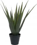 Europalms Aloe vera plant, 60cm Europalms Aloe vera plant, 60cm
