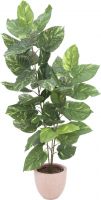 Europalms Pothos, 3 trunks, 150cm Europalms Pothos, 3 trunks, 150cm