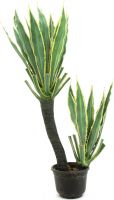 Europalms Orchid-Cactus, 160cm Europalms Orchid-Cactus, 160cm