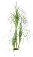 Europalms Dracena bush, 160cm Europalms Dracena bush, 160cm