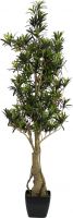 Europalms Podocarpus tree, 115cm Europalms Podocarpus tree, 115cm