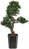 Europalms Bonsai podocarpus, 80cm Europalms Bonsai podocarpus, 80cm