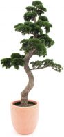 Europalms Pine Bonsai, 168cm Europalms Pine Bonsai, 168cm