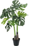 Europalms Monstera deliciosa, 90cm Europalms Monstera deliciosa, 90cm