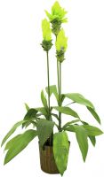 Europalms Ginger lily, 95cm Europalms Ginger lily, 95cm