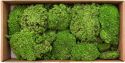 Europalms Moss ball greenapple 10x Europalms Moss ball greenapple 10x
