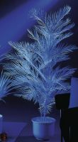 Europalms Kentia palm, uv-white, 90cm Europalms Kentia palm, uv-white, 90cm