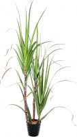 Europalms Sugar Cane Set, 170cm Europalms Sugar Cane Set, 170cm