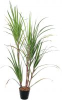 Europalms Sugar Cane Set, 210cm Europalms Sugar Cane Set, 210cm