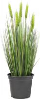 Europalms Wheat early summer 60cm Europalms Wheat early summer 60cm