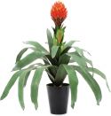 Europalms Bromelia, 68cm Europalms Bromelia, 68cm