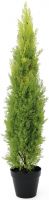 Europalms Cypress, Leyland, 120cm Europalms Cypress, Leyland, 120cm