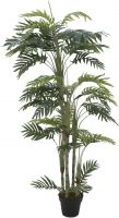 Europalms Phoenix palm with multiple trunk, 170cm Europalms Phoenix palm with multiple trunk, 170cm