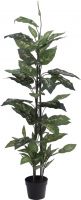 Europalms Dieffenbachia, 120cm Europalms Dieffenbachia, 120cm