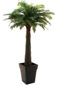 Europalms Fern palm, 180cm Europalms Fern palm, 180cm