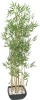 Europalms Bamboo in Bowl, 150cm Europalms Bamboo in Bowl, 150cm
