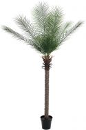 Europalms Phoenix deluxe, 220cm Europalms Phoenix deluxe, 220cm